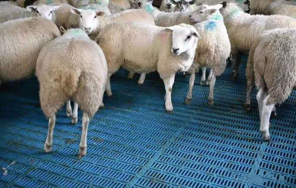 أحدث حالة شركة حول 1000 مزرعة غنم في بريطانيا