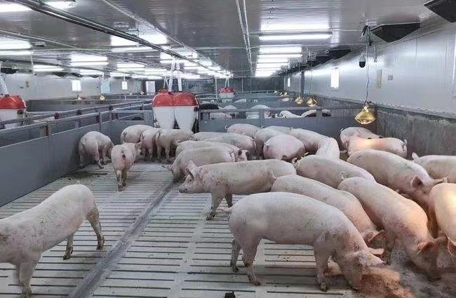 أحدث حالة شركة حول 3000 مزرعة خنازير تسمين في روسيا