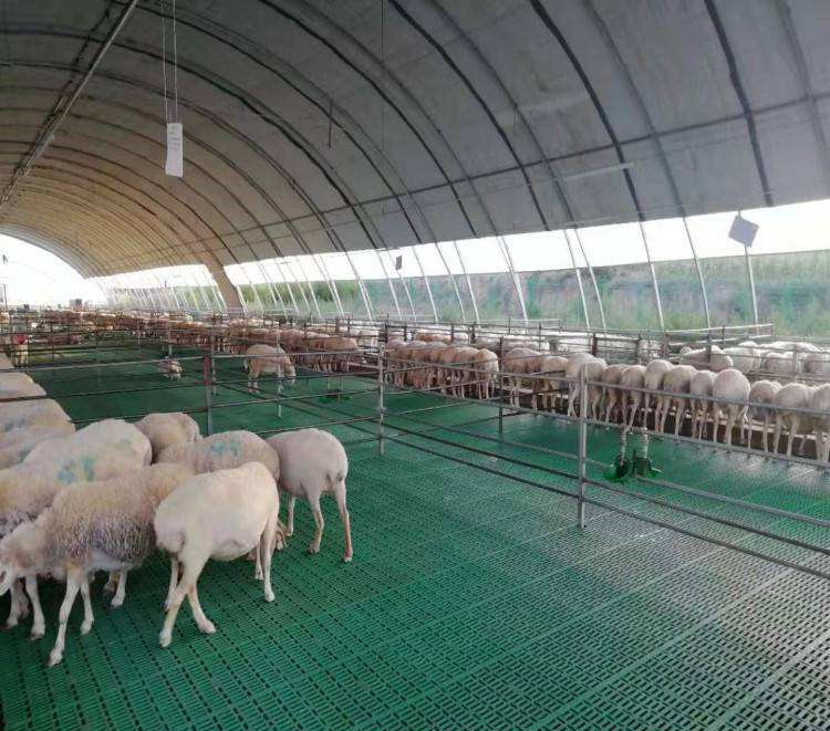 أحدث حالة شركة حول 3000 مزرعة غنم في الصين