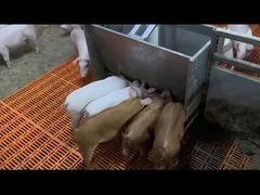 الفطام خنزير تغذية الماشية معدات الفولاذ المقاوم للصدأ مغذيات خنزير