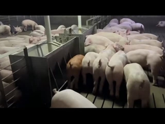 تربية السيارات الفولاذ المقاوم للصدأ المغذية للخنازير خنزير مكافحة الصدأ