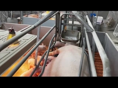 تراجع الساخنة المجلفن الصلب الخنازير صناديق تخريد أقفاص مزرعة الخنازير